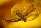 Two Fossil Flies (Diptera) In Baltic Amber #159779-1